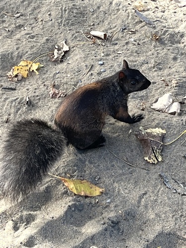 Eastern Gray Squirrel
