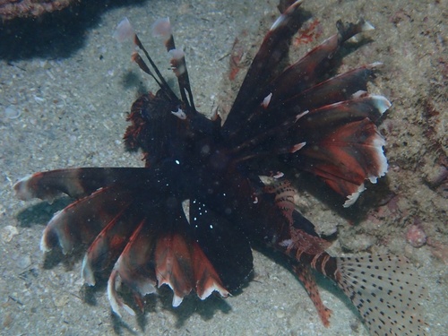 Common Lionfish