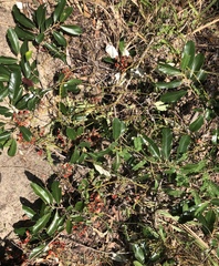 Abrus precatorius africanus