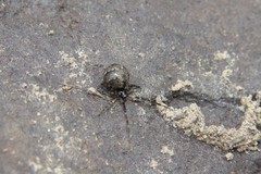 Cryptachaea blattea