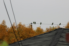 Amazona viridigenalis
