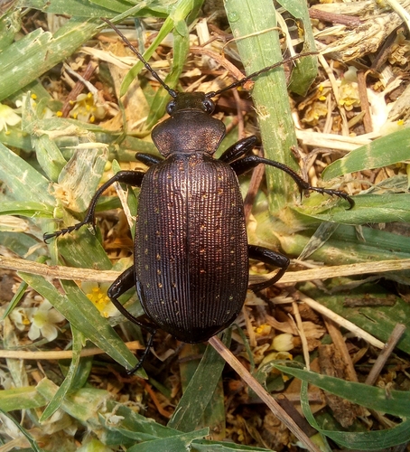 Starred Caterpillar Hunter photo 3