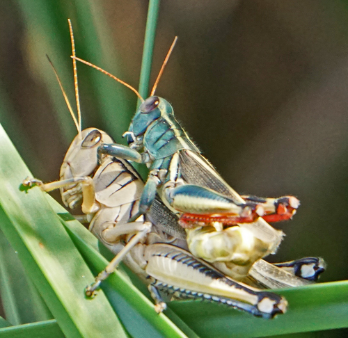 Thomas's Two-striped Grasshopper