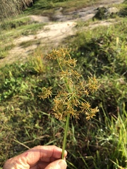 Cyperus haspan juncoides