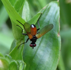Huttonobesseria verecunda