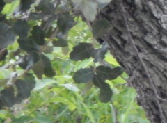 Quercus chihuahuensis