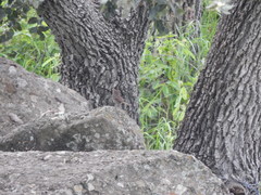 Quercus chihuahuensis