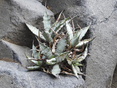 Agave sobria sobria