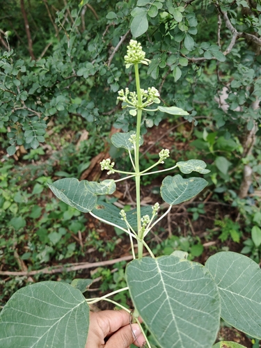 Mexican Shrubby Spurge (Euphorbia cotinifolia)