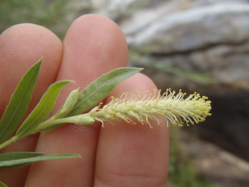 Coyote Willow