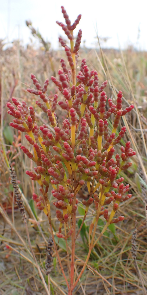 One-flowered Glasswort
