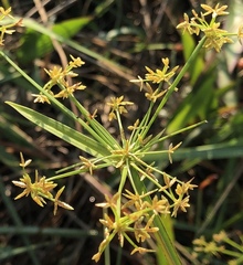 Cyperus haspan juncoides
