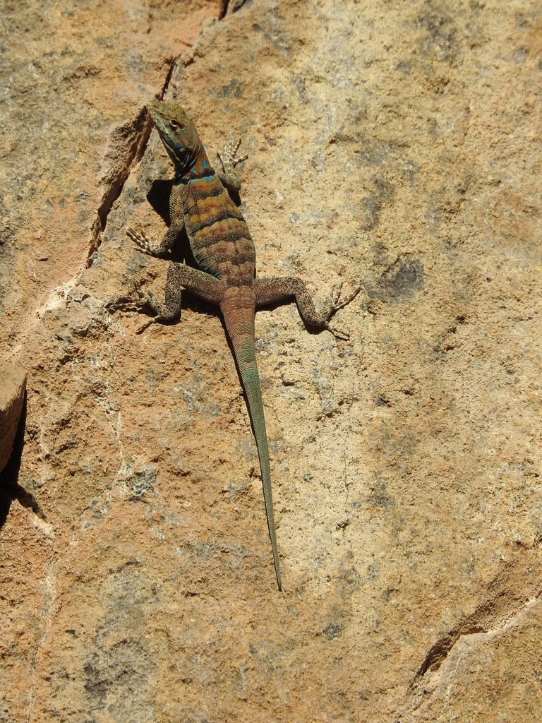 Shortnose Rock Lizard