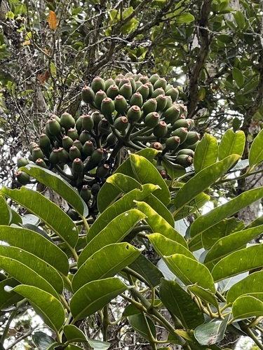 Polyscias waialealae observed 2023-08-29