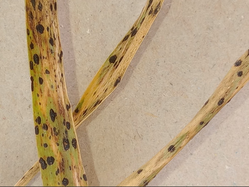 Phyllachora graminis observed 2025-09-20
