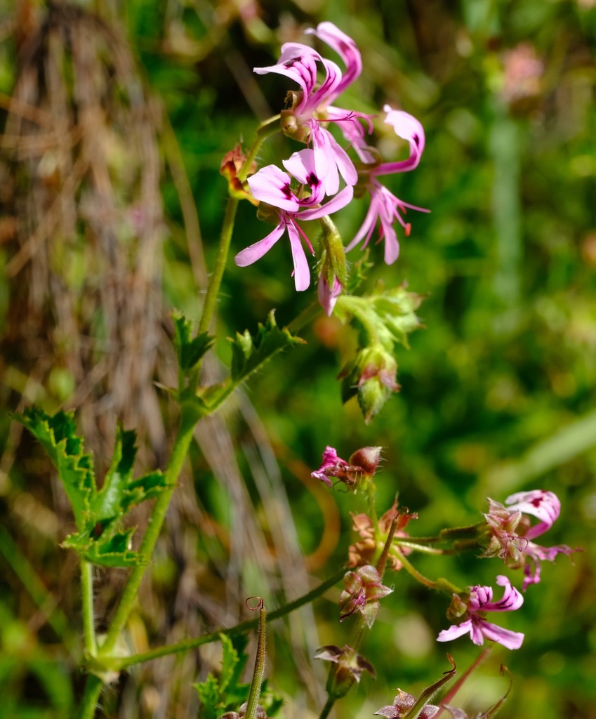 Pelargonium sublignosum
