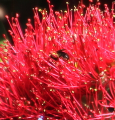 Leioproctus paahaumaa