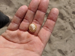 Pilosabia trigona