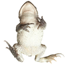 Amatola Toad photo 3