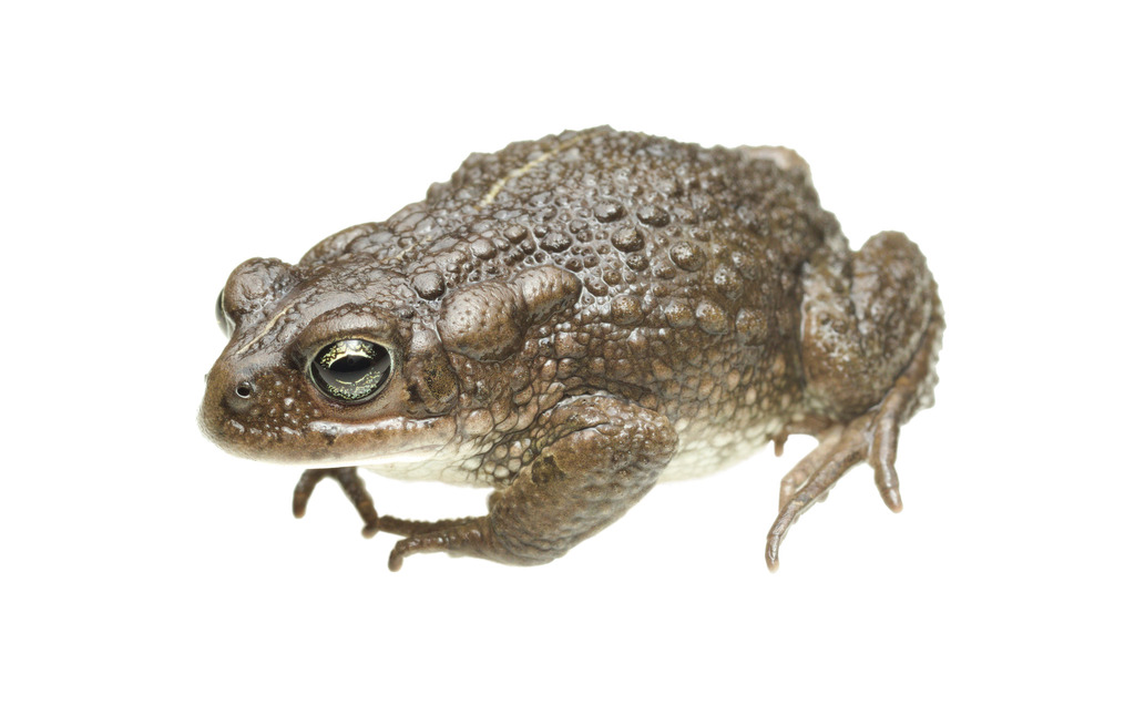 Amatola Toad
