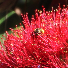 Leioproctus paahaumaa
