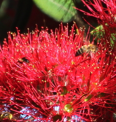 Leioproctus paahaumaa