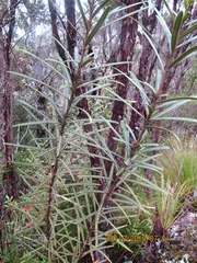 Pseudopanax linearis