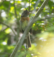 Xenotriccus callizonus