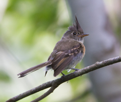 Xenotriccus callizonus