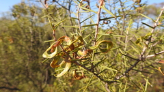 Acacia rigens