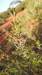 Acacia wilhelmiana