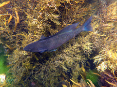 Odax pullus