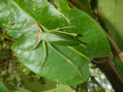 Ozphyllum naskreckii