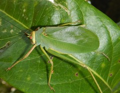 Ozphyllum naskreckii
