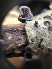 Hohenbuehelia grisea