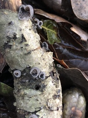 Hohenbuehelia grisea