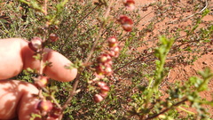 Dodonaea boroniifolia
