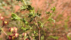 Dodonaea boroniifolia