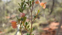 Dodonaea peduncularis