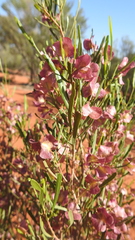 Dodonaea viscosa angustissima