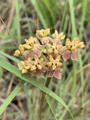 Asclepias adscendens
