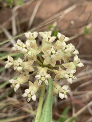 Asclepias adscendens