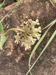 Asclepias adscendens