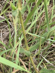 Asclepias adscendens