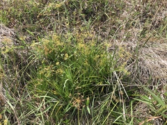 Cyperus haspan juncoides