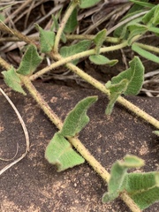 Asclepias adscendens