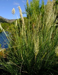 Capeochloa cincta