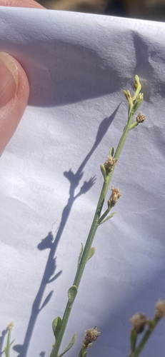 Baccharis salicina, photograph 6
