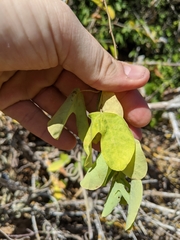 Passiflora mexicana