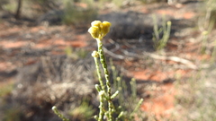 Ozothamnus diotophyllus